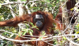 orangutans borneo