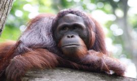 orangutan tour borneo indonesia