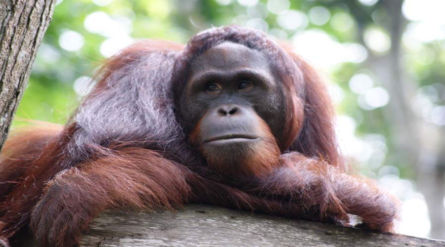 orangutan tour borneo indonesia
