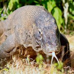 Komodo dragon island tour