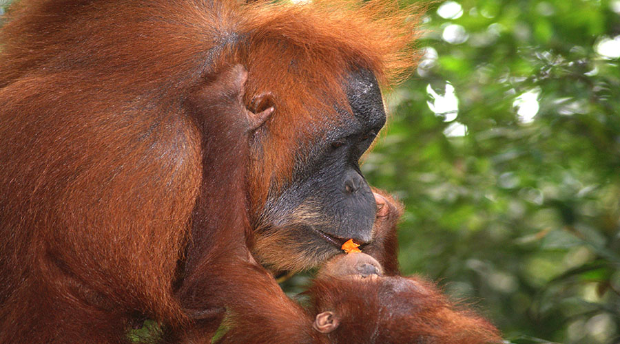 orangutan north sumatra