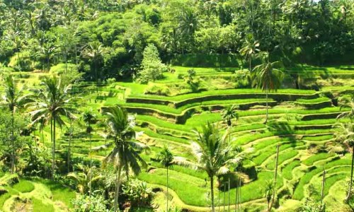 ubud tegalalang rice terraces